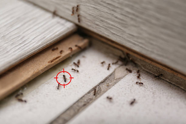 Best Ant Control Services  in Comanche, OK