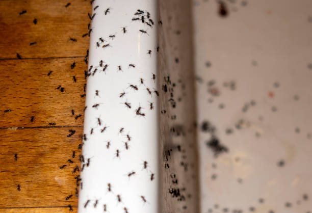 Best Best Pest Control Companies  in Comanche, OK