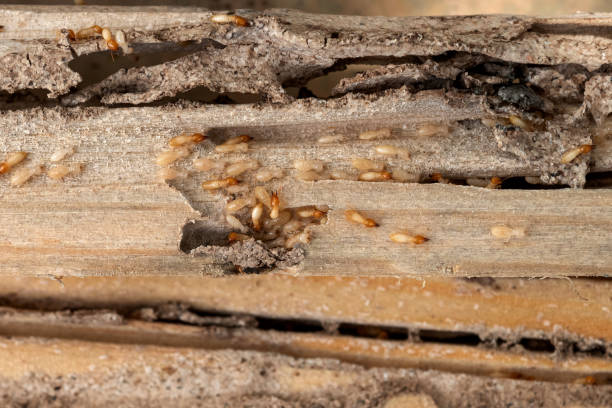 Best Pest Prevention Services  in Comanche, OK