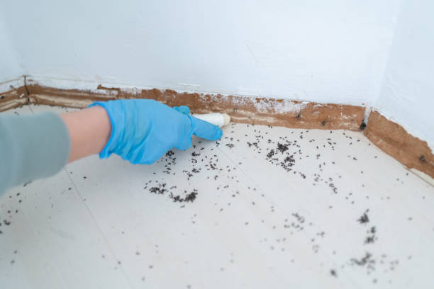 Best Exterminator Services  in Comanche, OK